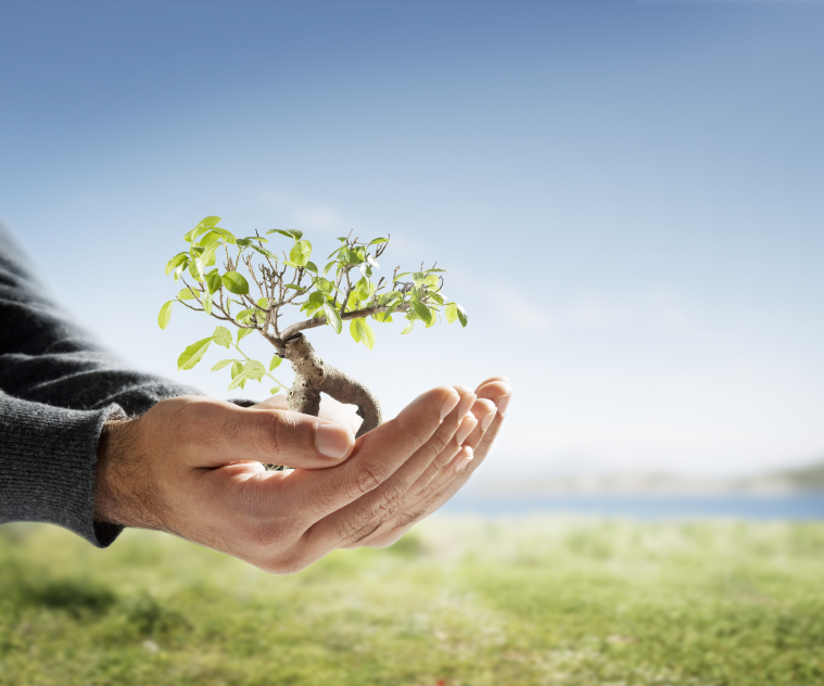 little tree in hand